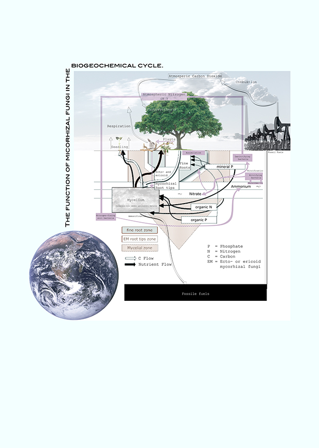 https://www.ecologicalspaceengineering.com/wp-content/uploads/2017/03/33.jpg